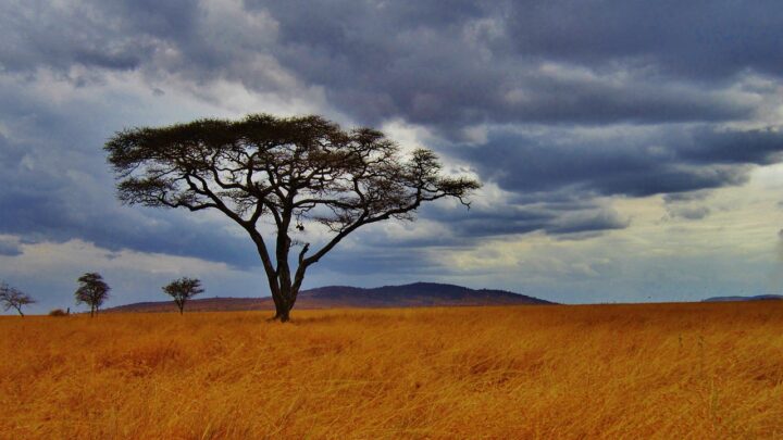 Tansanias atemberaubende Safaris